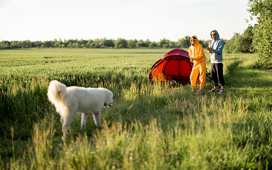Why Durability Matters: The Benefits of Stainless Steel and Brass Dog Tags for Outdoor Dogs